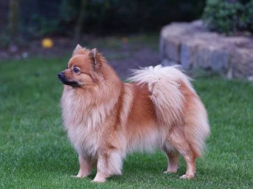 Keehond dekreu gezocht, Dieren en Toebehoren, België, Particulier, Reu, CDV (hondenziekte)