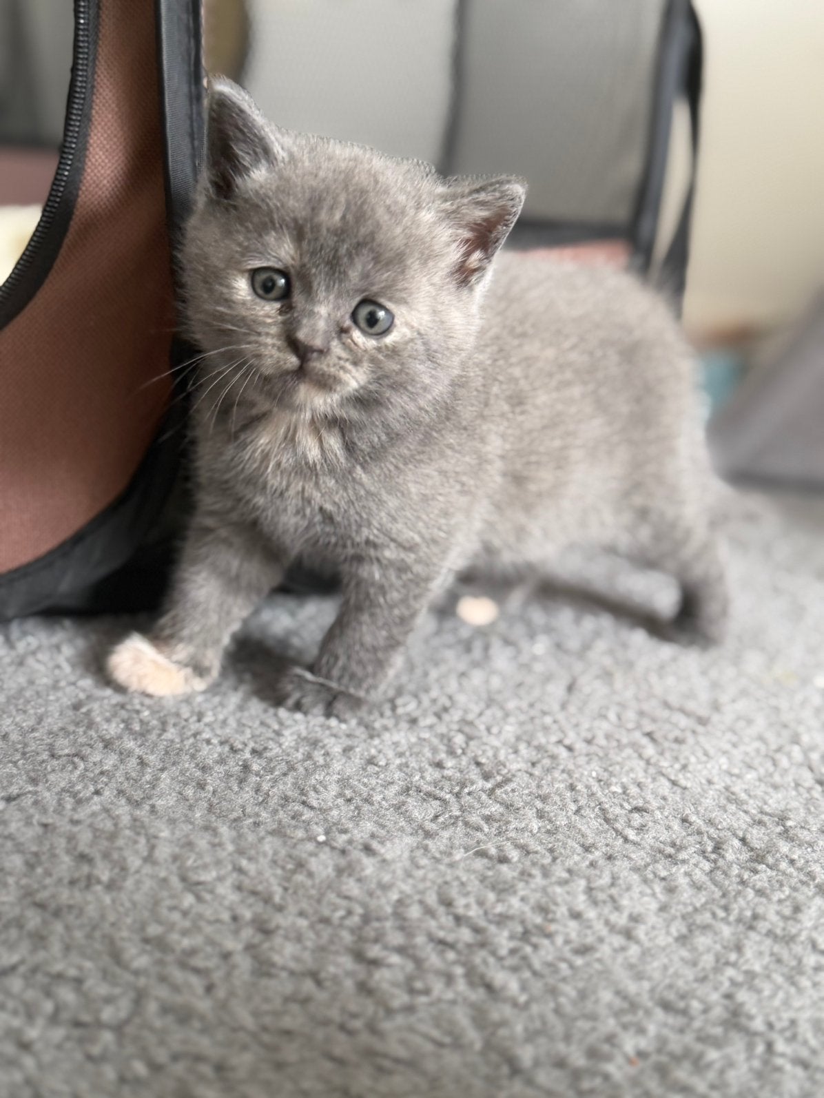 Brits korthaar meisje, Poes, Gechipt, 0 tot 2 jaar