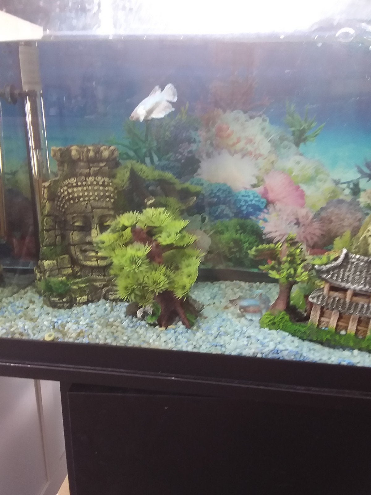 Betta vrouwtjes, Dieren en Toebehoren, Ophalen
