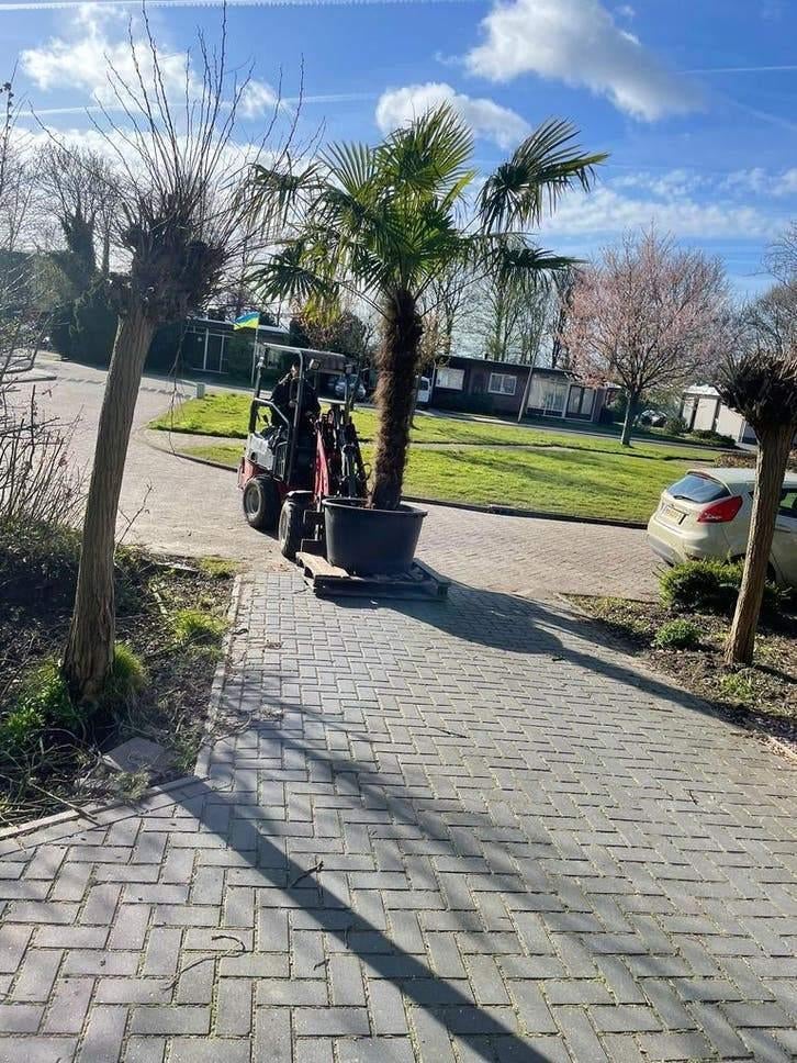 Énorme Trachycarpus Fortunei à tige épaisse Palmier de luxe, Enlèvement ou Envoi, Palmier