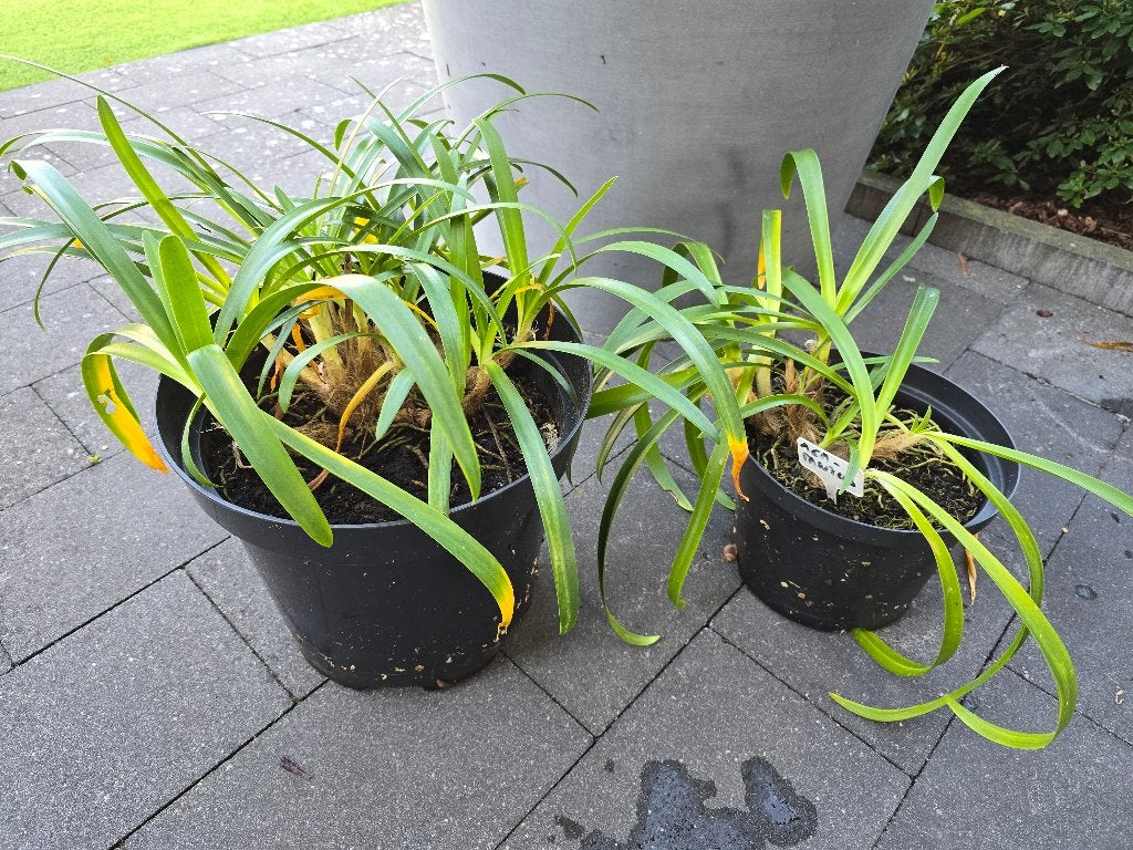 2 x agapanthus/ Afrikaanse lelie blauw, Tuin en Terras, Ophalen, Zomer, Vaste plant, Overige soorten