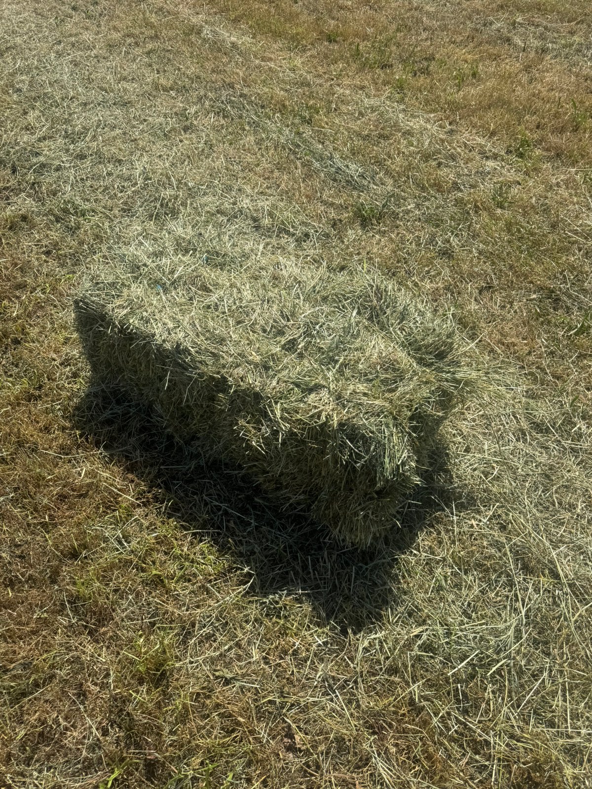 Kleine pakken hooi, Zakelijke goederen, Landbouw | Veevoer, Ophalen