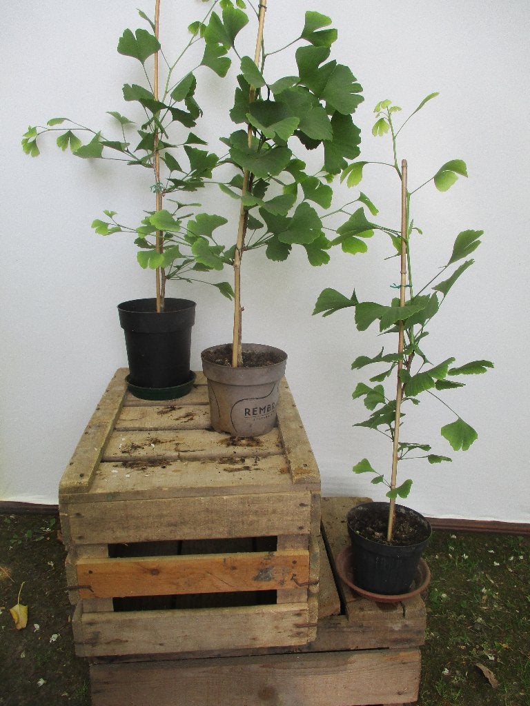 Gingko Biloba. Japanse notenboom, Tuin en Terras, Planten | Bomen, Ophalen, In pot, Overige soorten