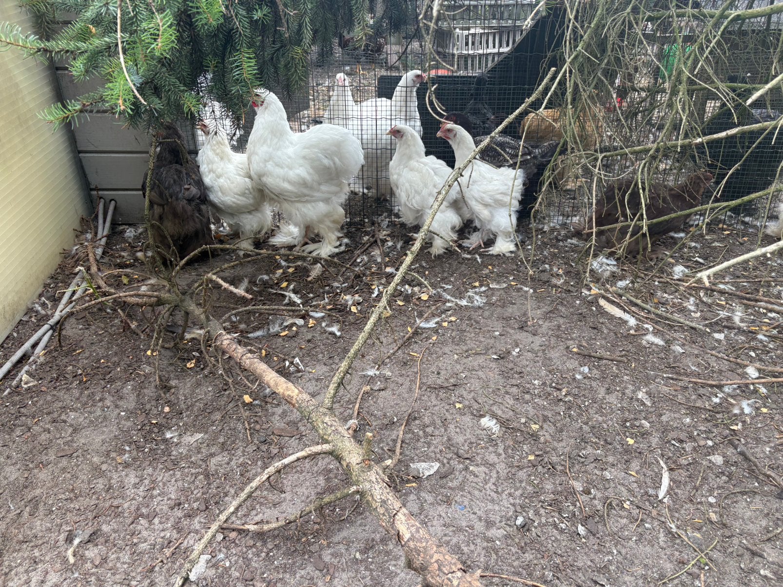 Cochin groothoender hanen, Dieren en Toebehoren, Mannelijk, Kip