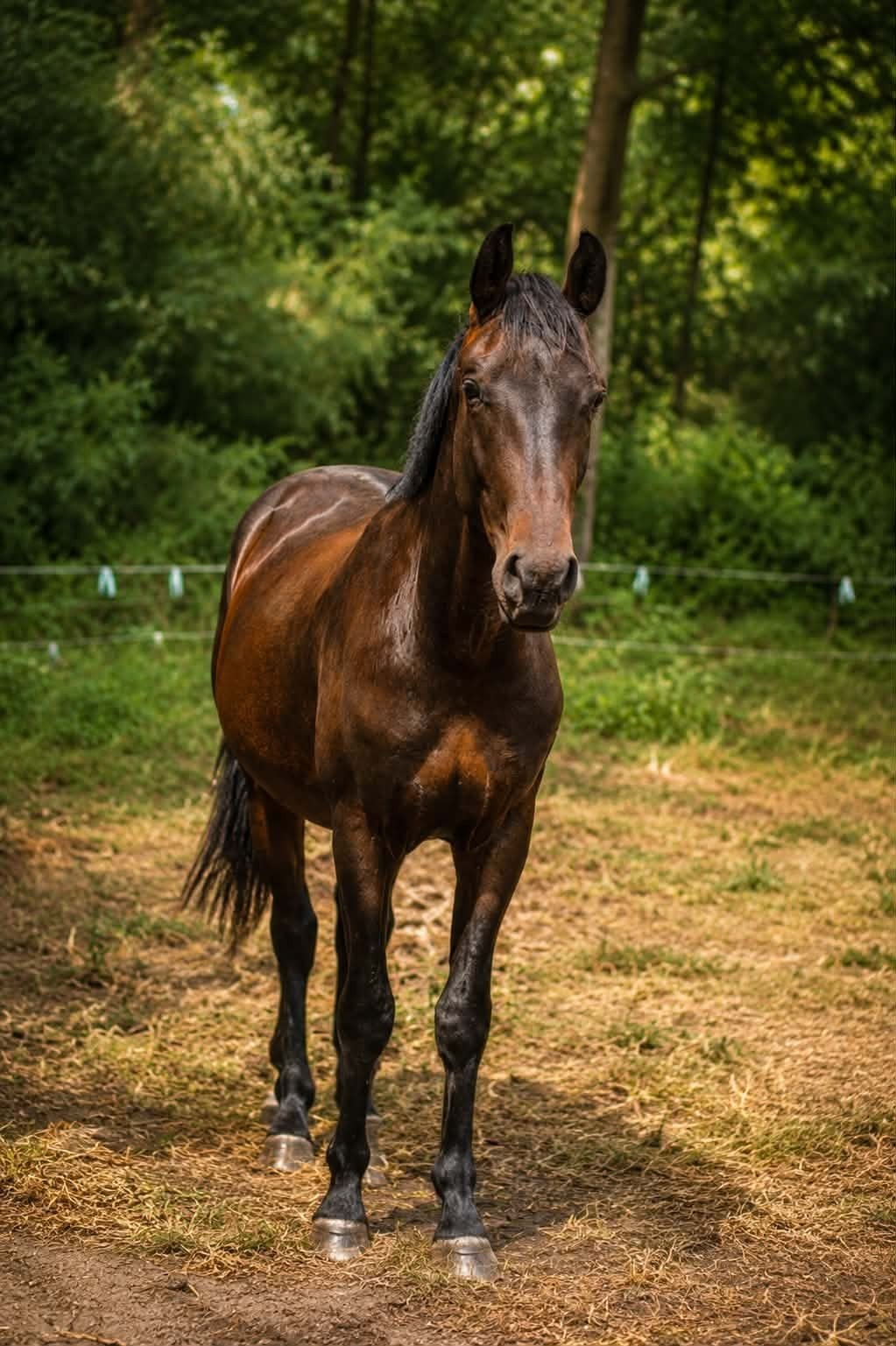 BWP 2 jarige Hengst van Fürst Dior, Dieren en Toebehoren, Hengst, Onbeleerd, Dressuurpaard, 0 tot 2 jaar