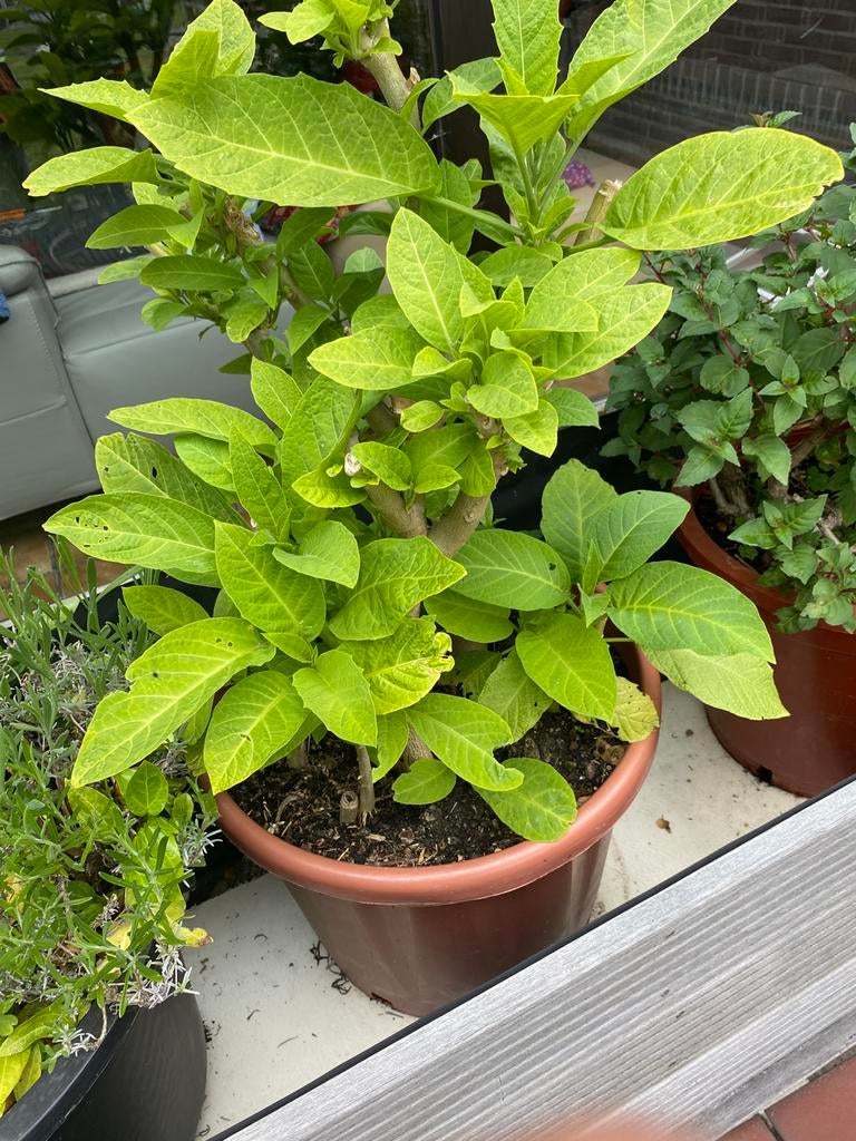 trompetplant datura, Tuin en Terras, Ophalen