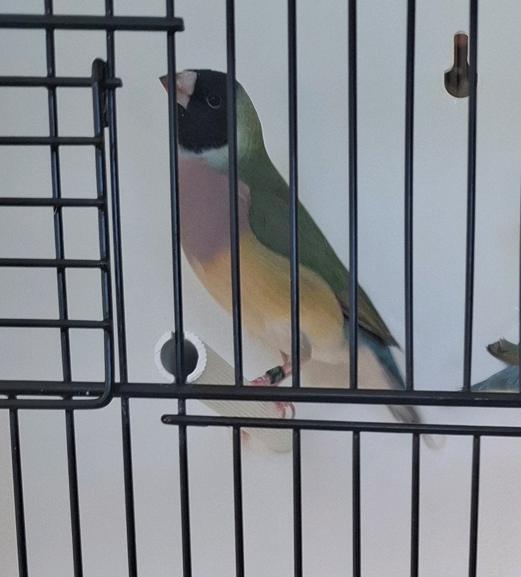 gouldamadine pop, Animaux & Accessoires, Oiseaux | Oiseaux Autre