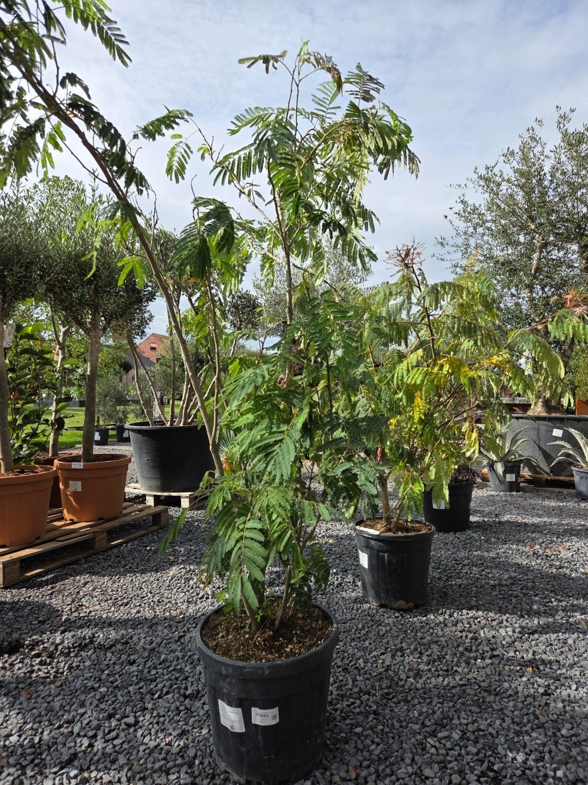 Albizia Julibrissin Ombrella meerstam - Perzische slaapboom, Tuin en Terras, Ophalen