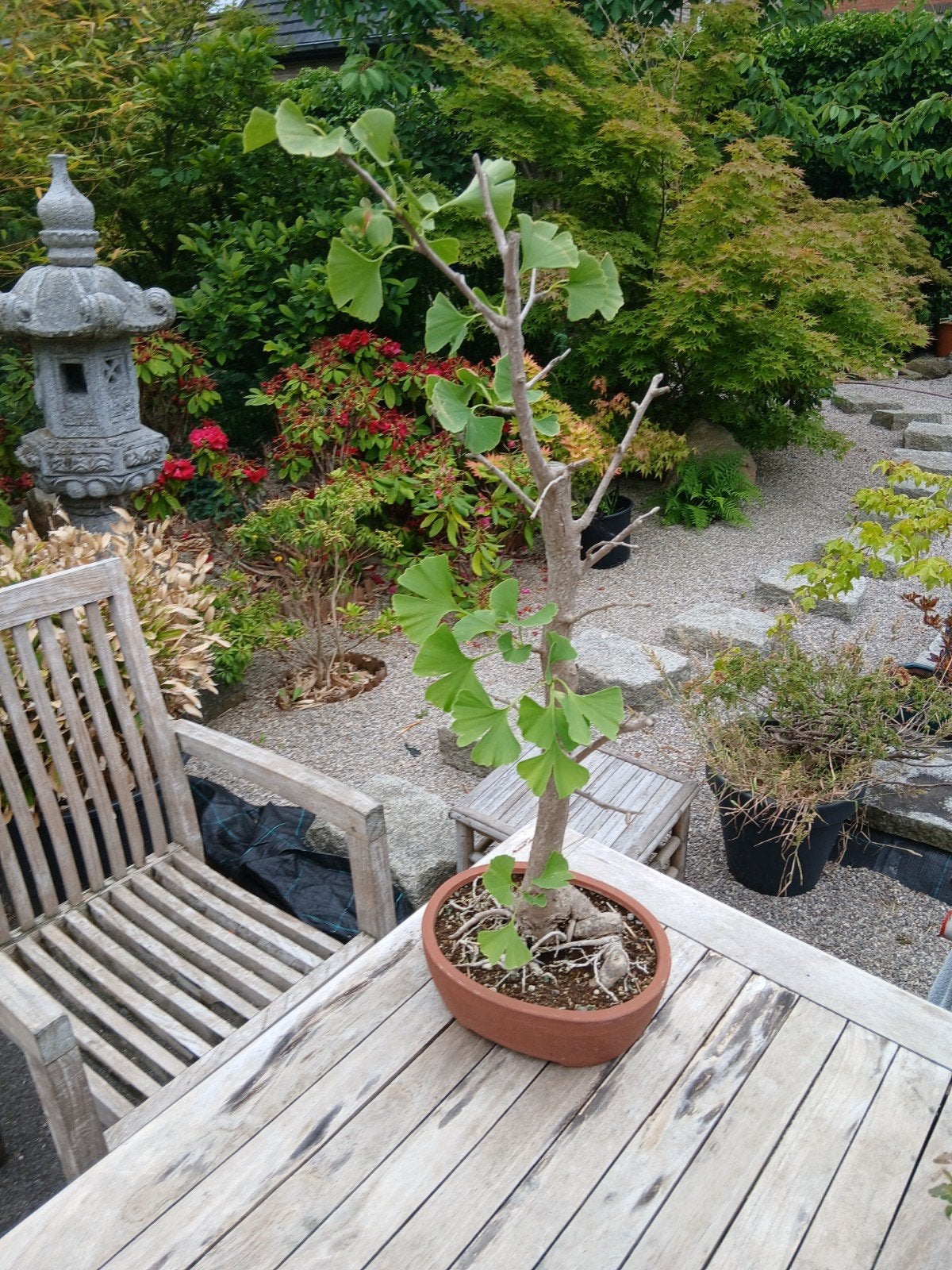Bonsai, Tuin en Terras, Ophalen