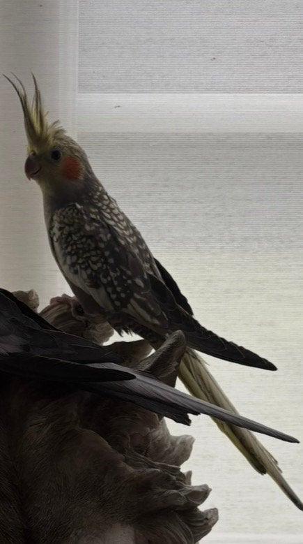 Valparkiet, Dieren en Toebehoren, Vogels | Parkieten en Papegaaien, Parkiet, Pratend