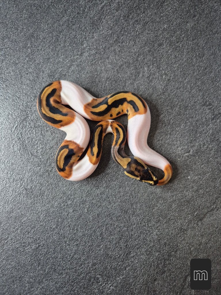 Python regius, Animaux & Accessoires, Serpent, 0 à 2 ans