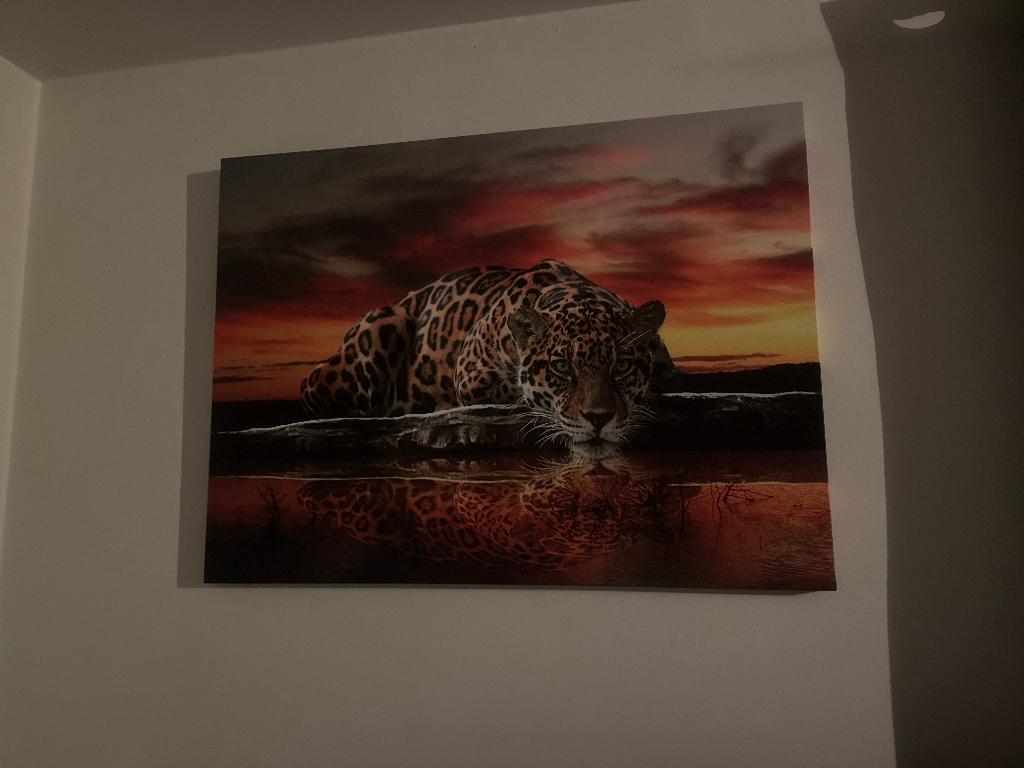 Schilderij luipaard tekoop, Ophalen, Zo goed als nieuw