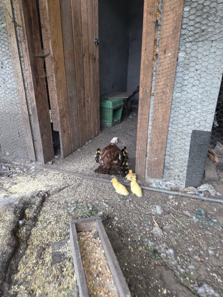 Eenden, Femelle, Canard