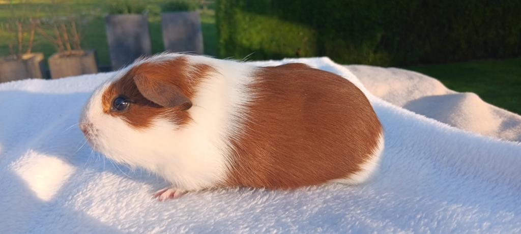 Cavia beertje, Dieren en Toebehoren, Knaagdieren, Mannelijk, Tam, Maart, Cavia