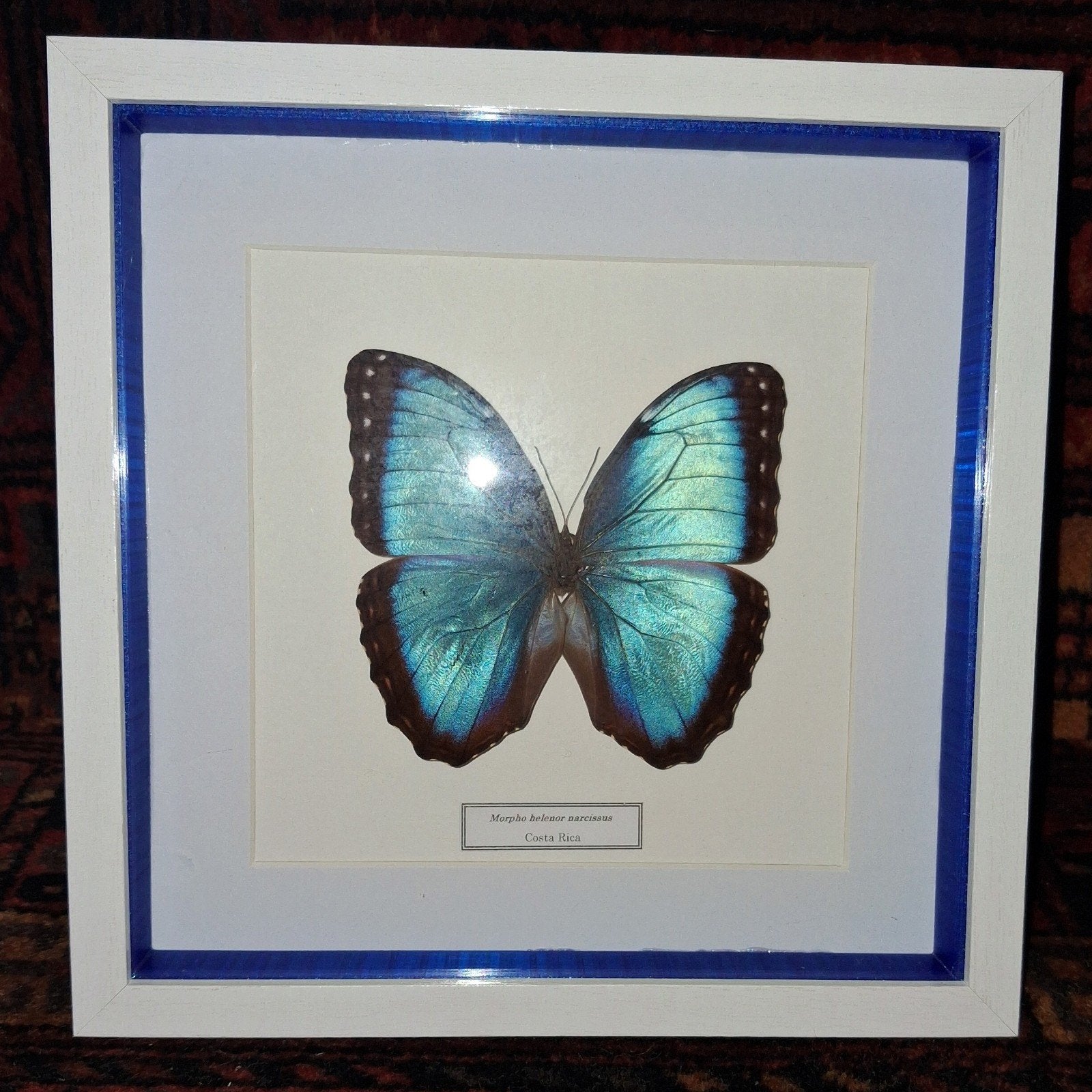 Morpho helenor du Costa Rica dans boite vitrèe 22x22cm, Enlèvement ou Envoi, Comme neuf, Insecte, Autres types