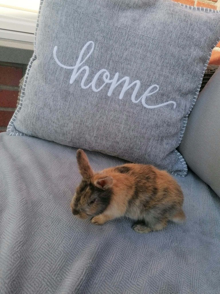 Konijntje, Dieren en Toebehoren, Mannelijk, Middelgroot, 0 tot 2 jaar