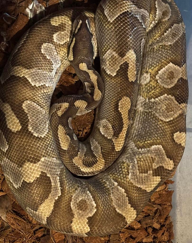 Ball python 0.1
