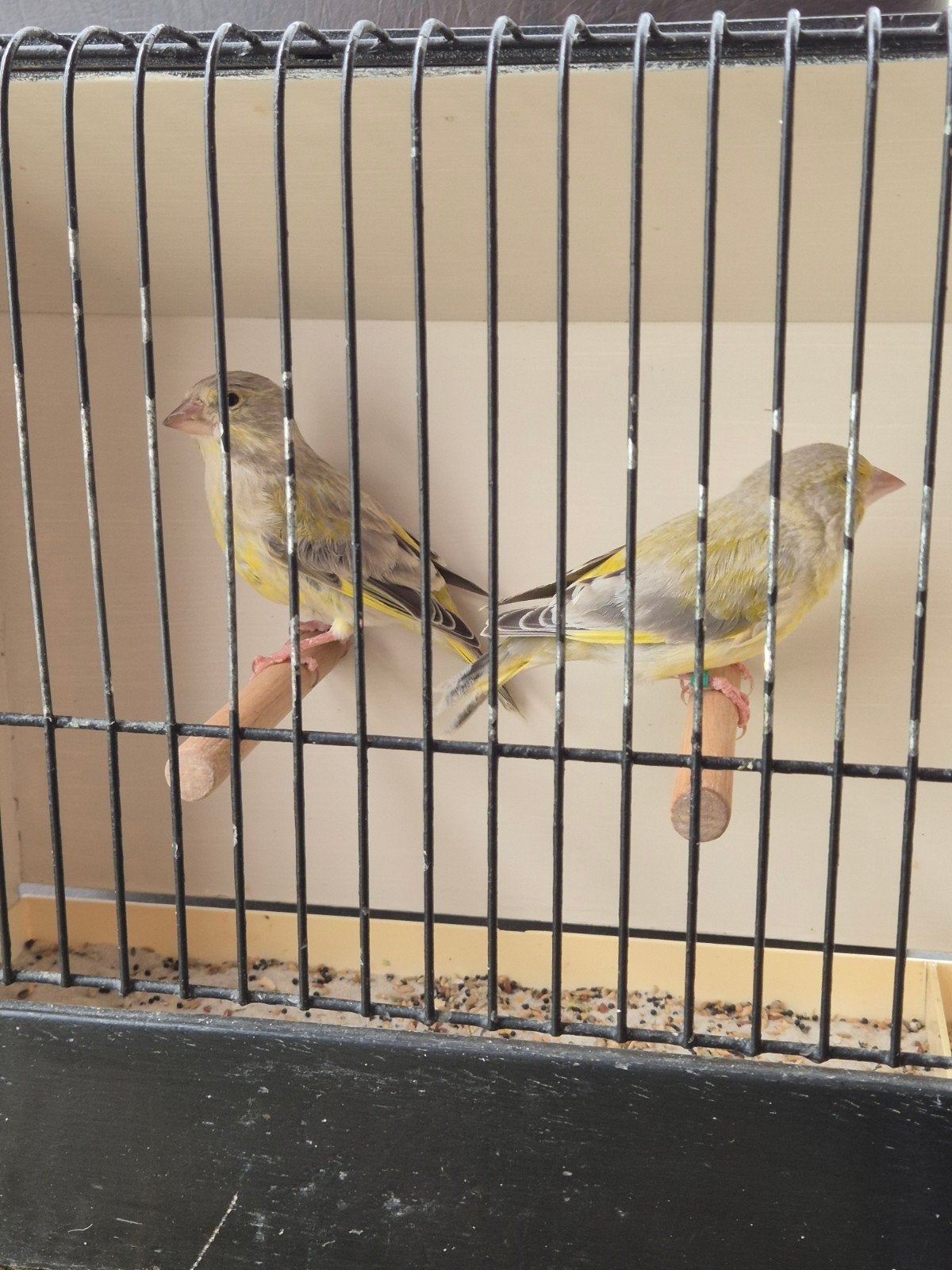 agaat groenvinken, Dieren en Toebehoren, Meerdere dieren, Wildzangvogel, Geringd