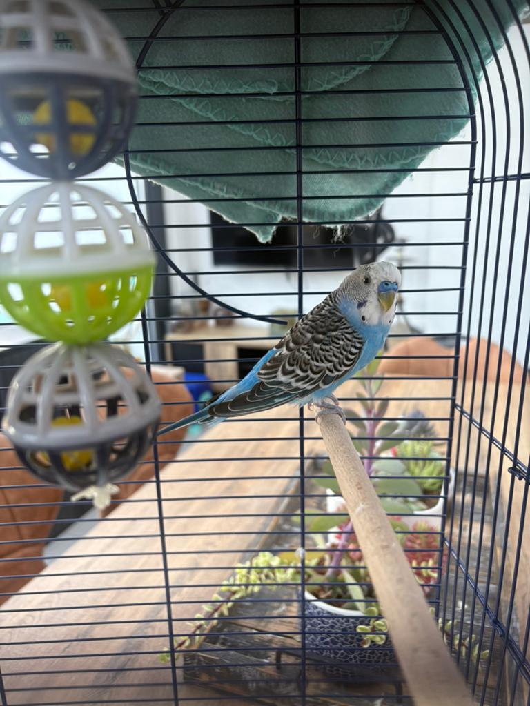 Parkietvogel blauw, Dieren en Toebehoren, Pluimvee