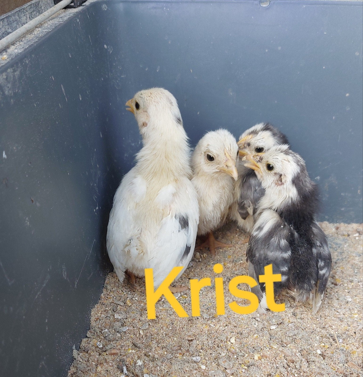 Chabo kriel kuikens, Dieren en Toebehoren, Pluimvee