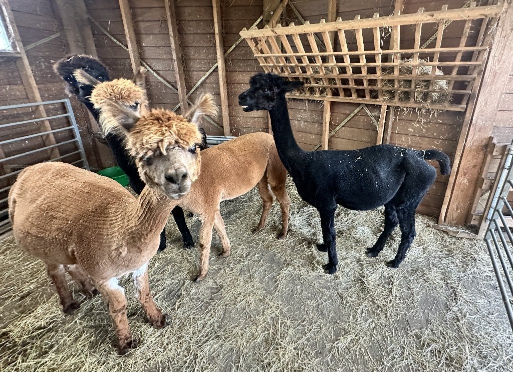Drachtige alpaca merries, Dieren en Toebehoren, Overige Dieren, Meerdere dieren, Januari