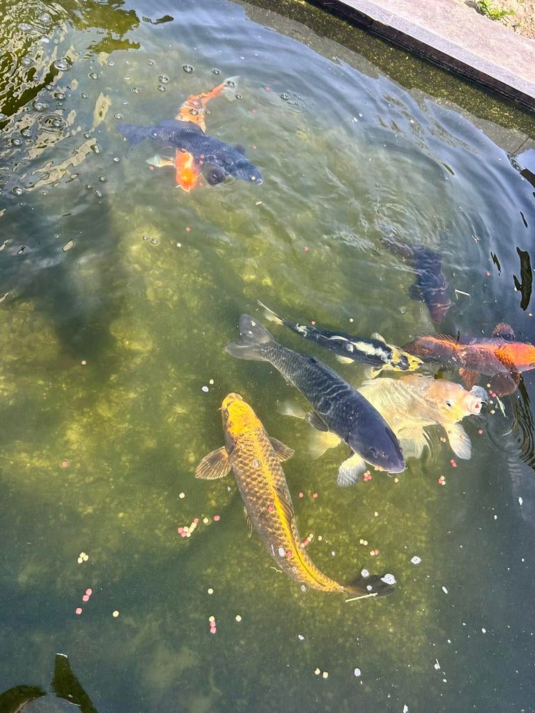 Koi’s, Dieren en Toebehoren, Karper of Koi