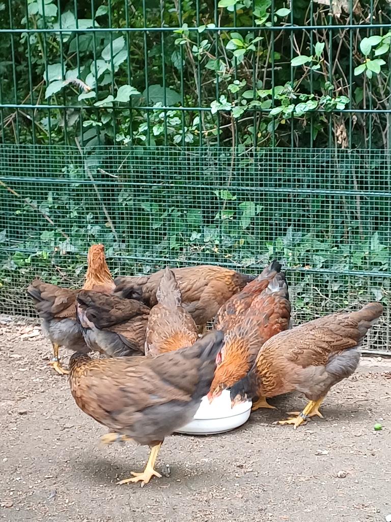 Te koop welsumer kippen groot ras., Dieren en Toebehoren, Meerdere dieren, Kip