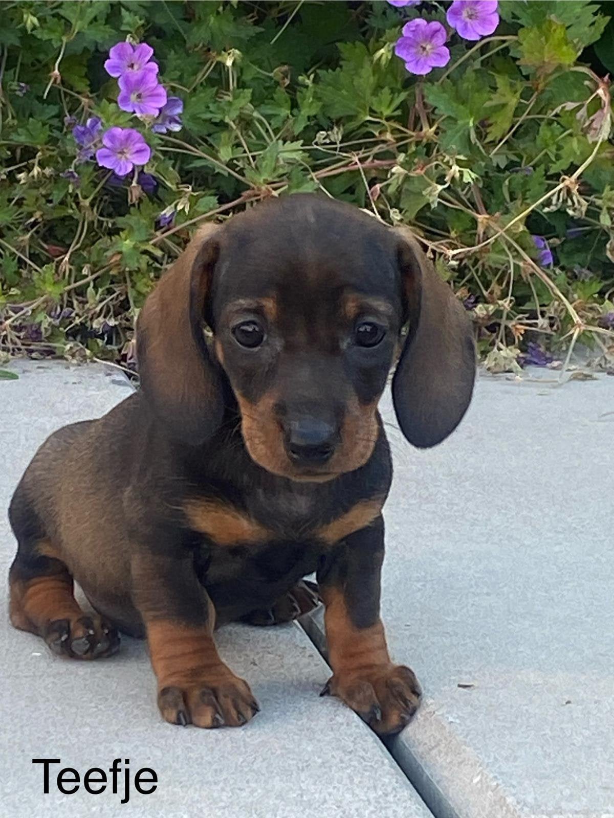 Kortharige teckel pups, België, CDV (hondenziekte), 8 tot 15 weken, Korthaar
