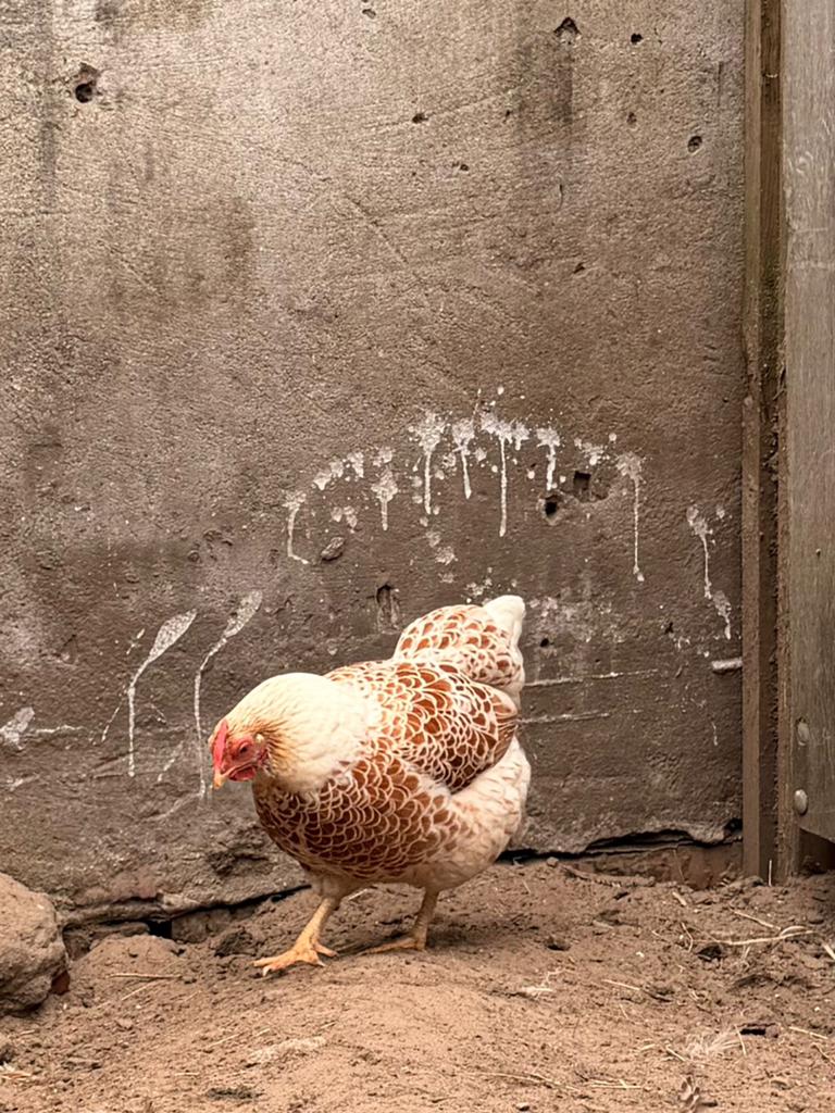 Kippen tekoop, Dieren en Toebehoren