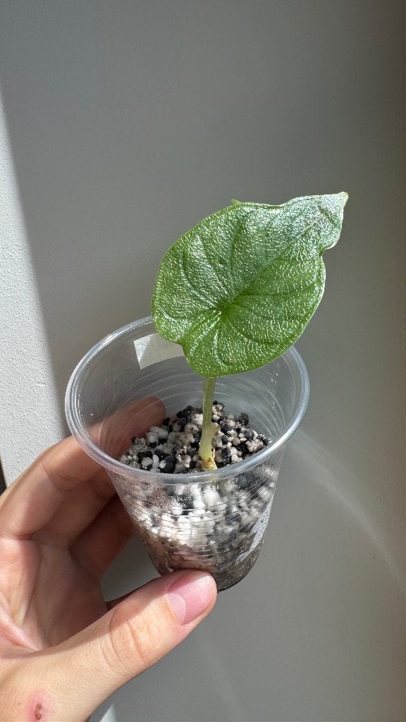Alocasias Melo - TC geacclimatiseerd (beperkte voorraad), Overige soorten, Ophalen of Verzenden, Minder dan 100 cm, Volle zon