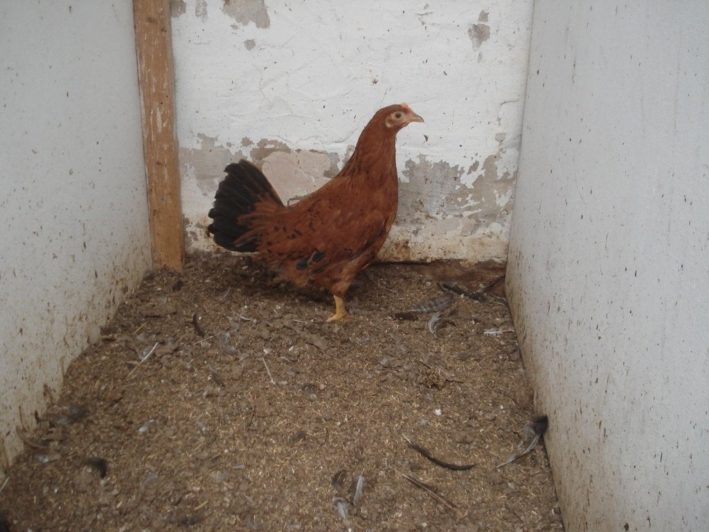 hen bruin gestippeld, Dieren en Toebehoren, Vrouwelijk, Kip