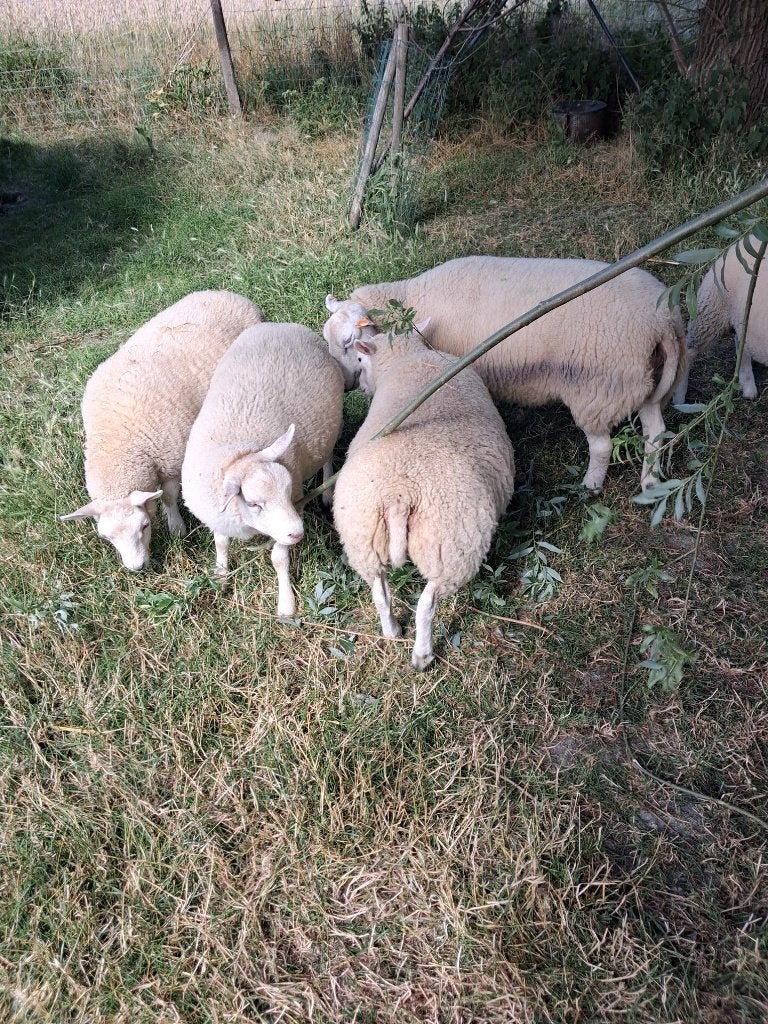 3 ooi lammeren  te koop, Dieren en Toebehoren, Schapen, Geiten en Varkens, Vrouwelijk, Schaap, 0 tot 2 jaar