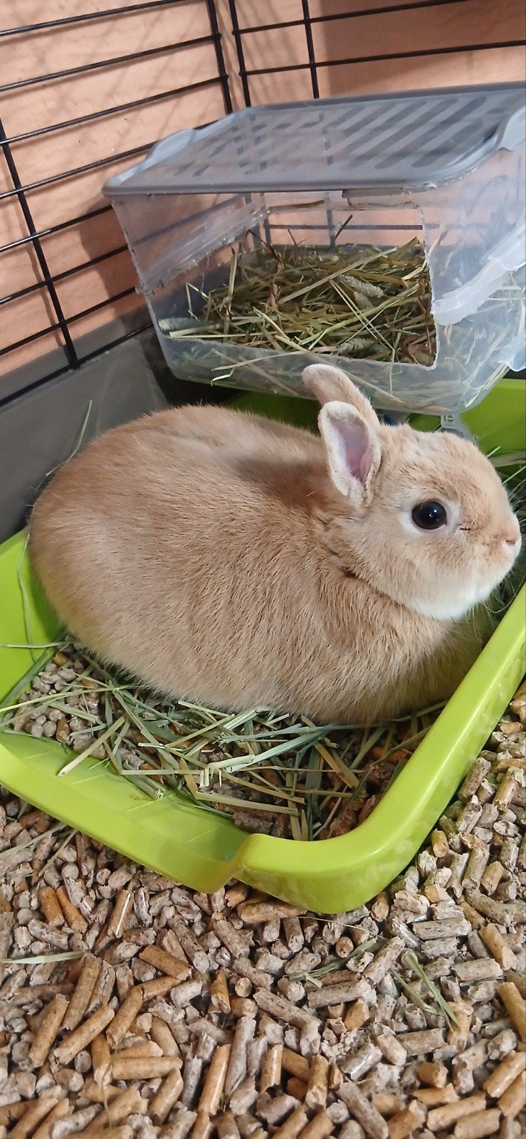 konijn kleurdwerg, Dieren en Toebehoren, Januari