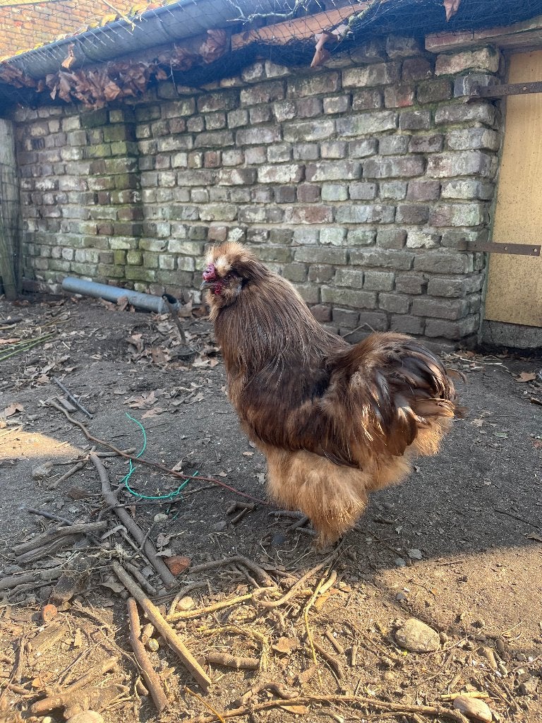 Zijdehoen haan, Mâle, Poule ou poulet