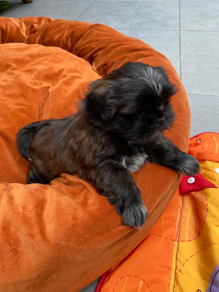 Shih Tzu puppy’s, Dieren en Toebehoren, België, Parvo, 8 tot 15 weken, Meerdere