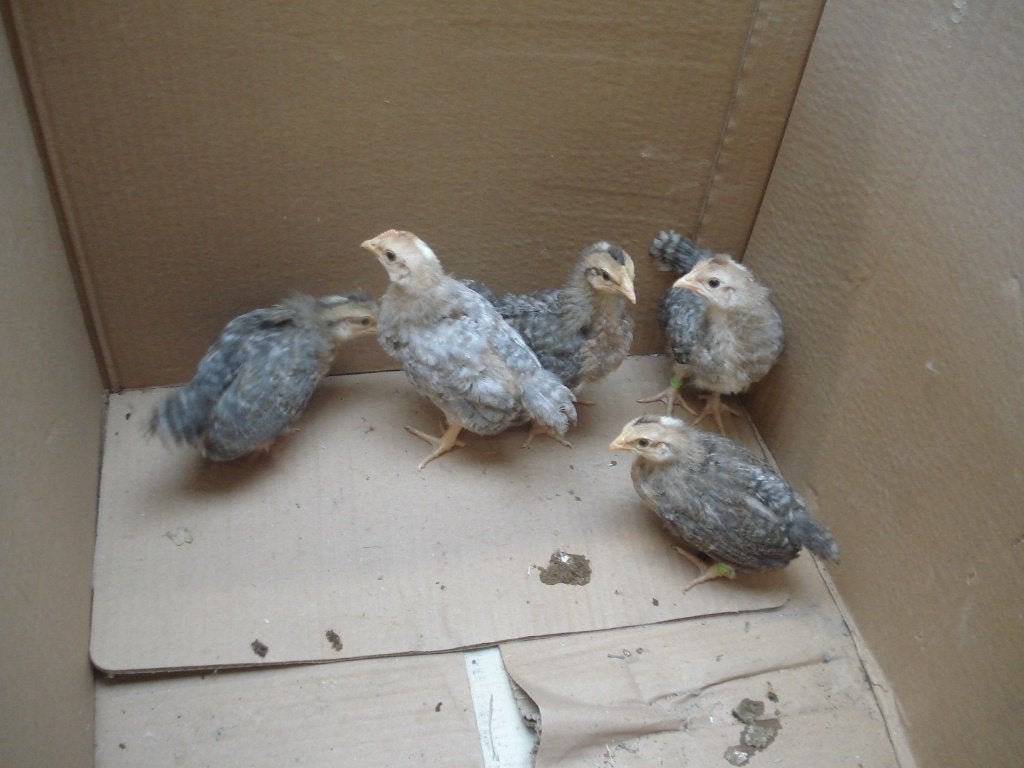kuikens cream legbar (hanen), Mâle, Poule ou poulet