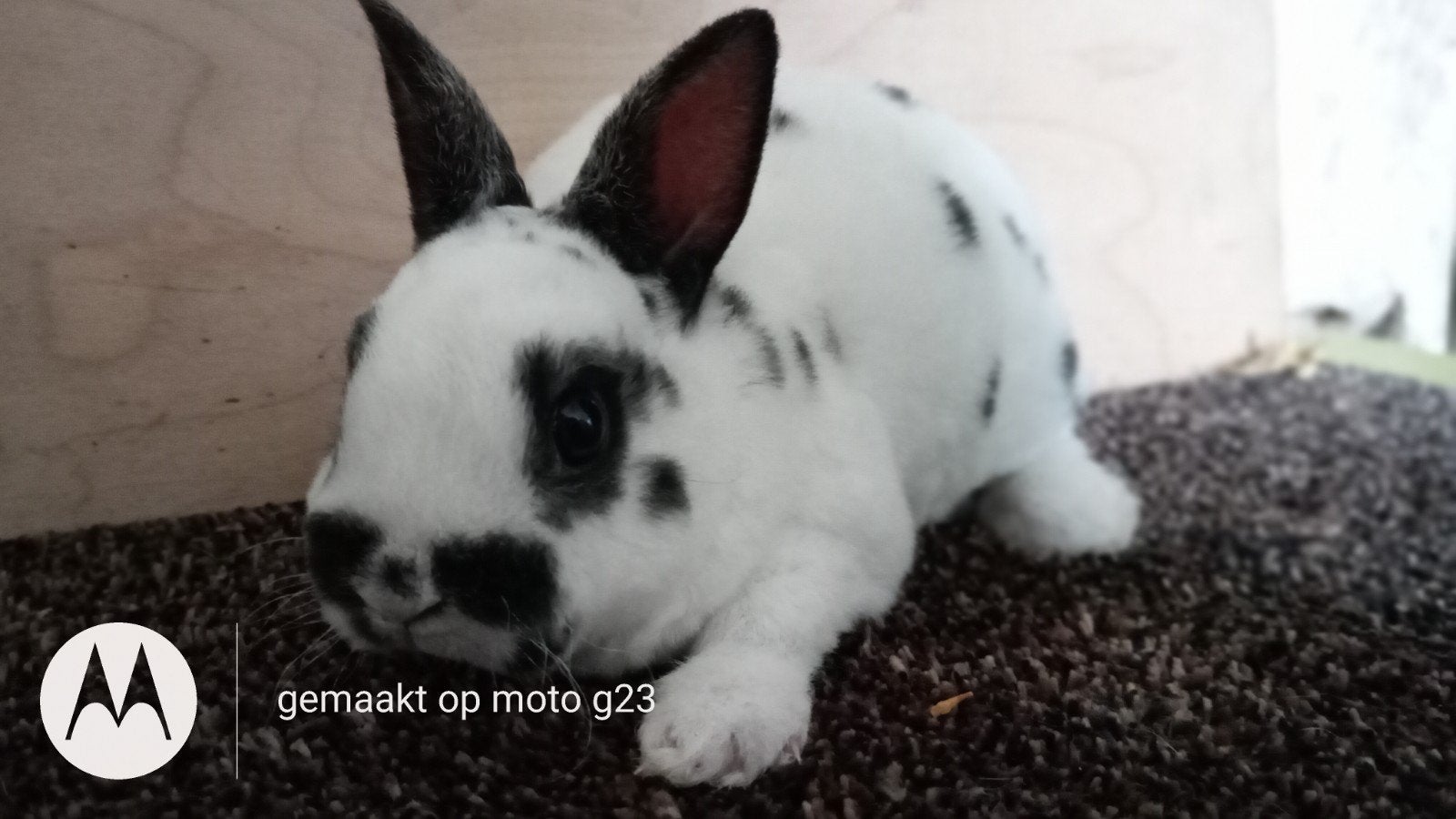 Rex dwergje in dalmatiner zwart., Mâle, Nain, 0 à 2 ans