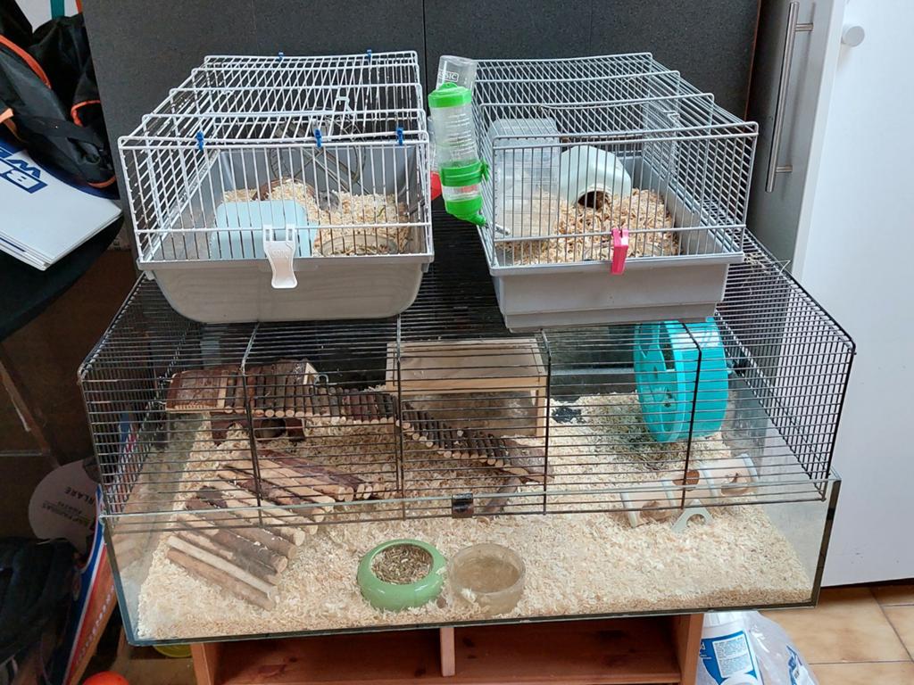 3 hamsters en verblijven, Ophalen