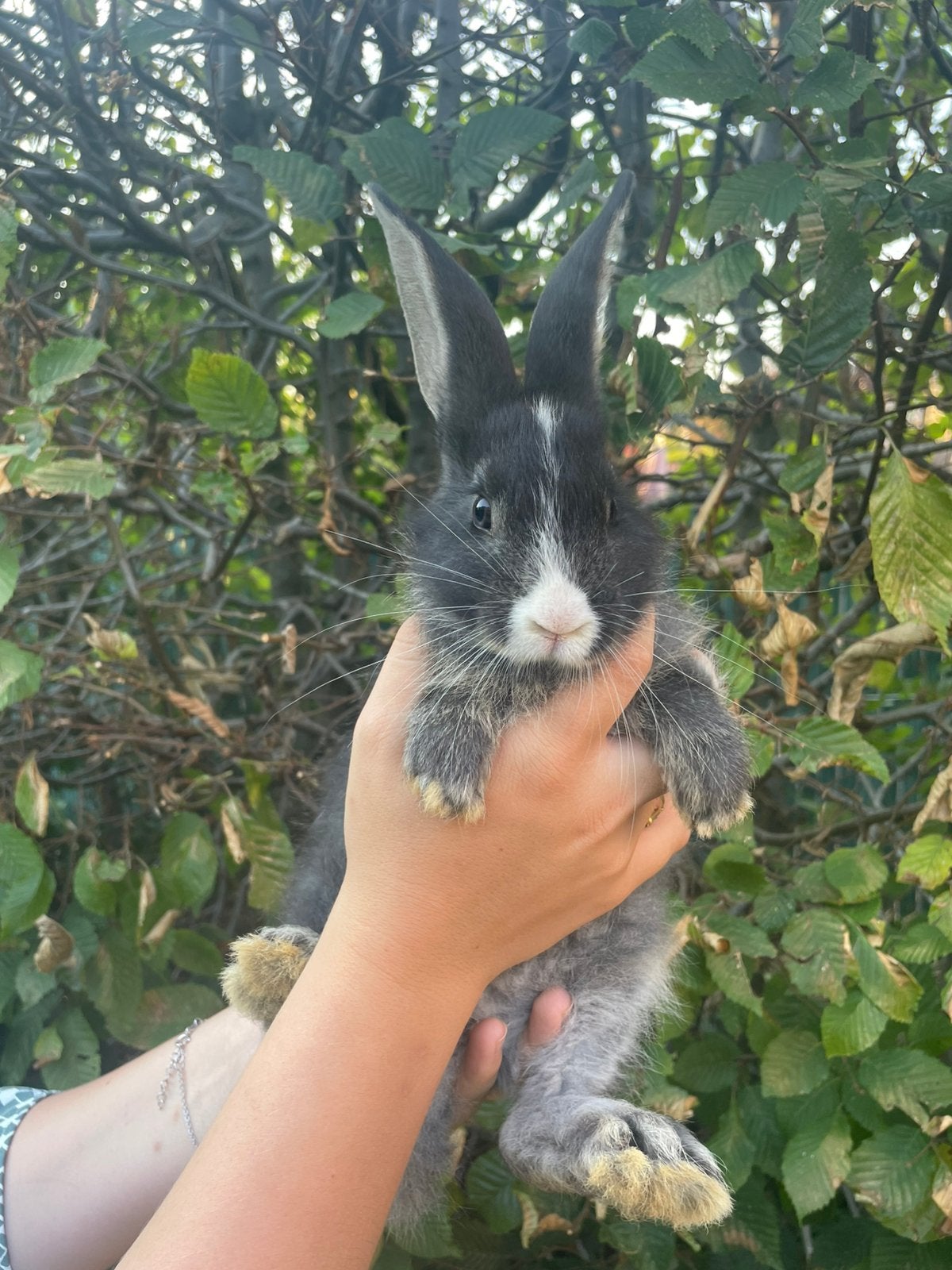 Duitse reuzen te koop, Dieren en Toebehoren, Konijnen