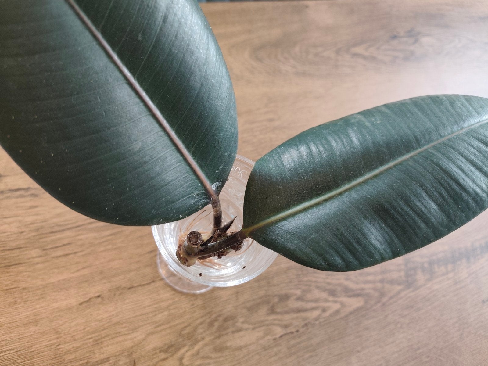 ficus elastica/rubberplant stekje, Ophalen, Ficus, Minder dan 100 cm, Volle zon
