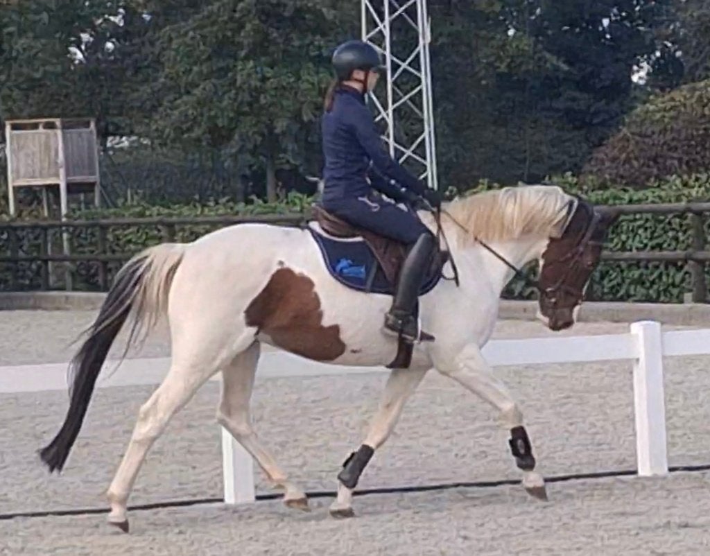9 jarige zeer knappe bonte ruin * recreatief gereden *, Animaux & Accessoires, Avec pedigree, B, Hongre, 160 à 165 cm
