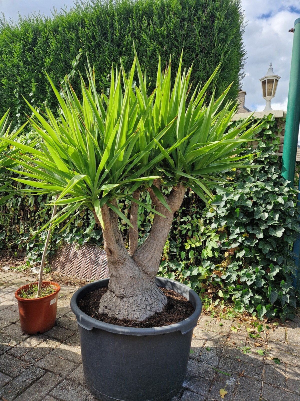 Prachtige dikke yucca in pot., Enlèvement, En pot