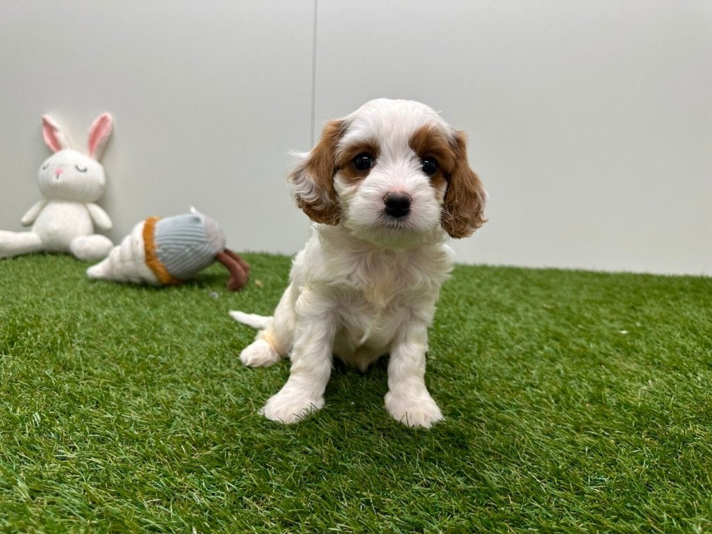 Portée de chiots Cavapoo (F2) 2, Animaux & Accessoires, Maladie de Carré (chiens), Plusieurs, Belgique, Plusieurs animaux