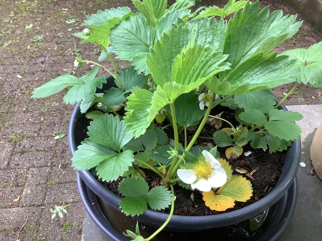 10 aardbeien planten, Ophalen, Vaste plant, Fruitplanten