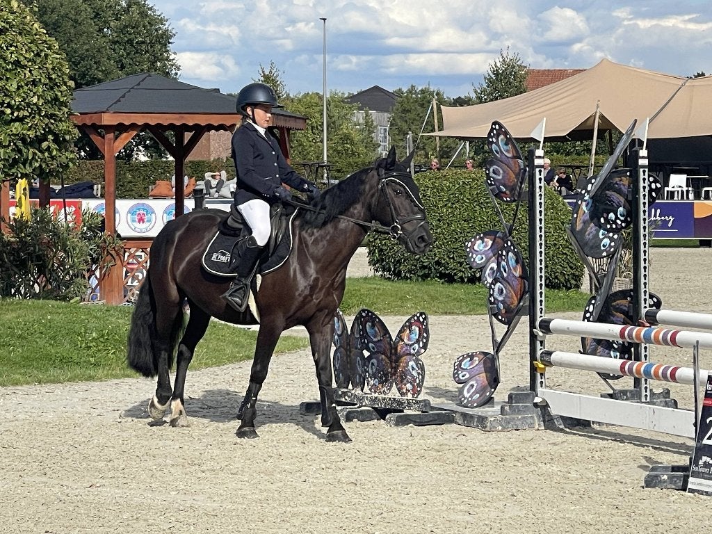 C-pony, Dieren en Toebehoren, Gechipt, Ruin, Springpony, C pony (1.27m tot 1.37m)