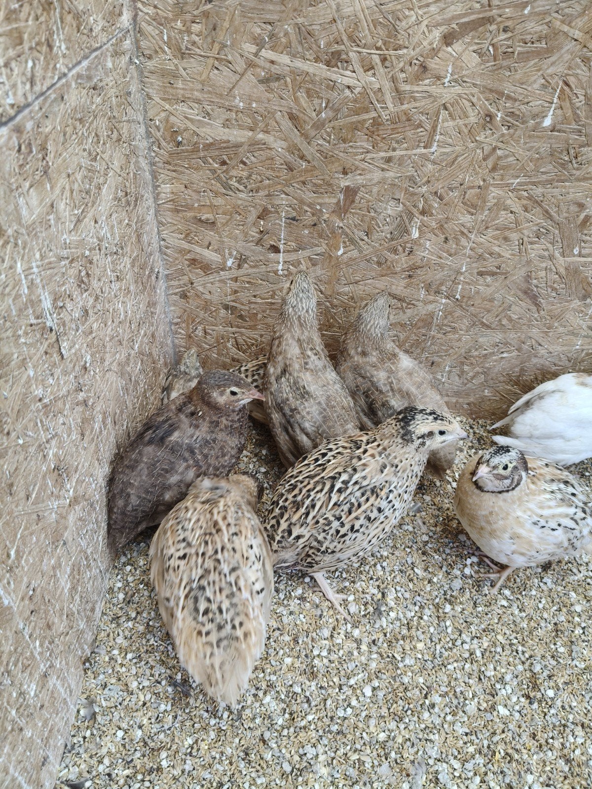 Japanse kwartels, Dieren en Toebehoren, Meerdere dieren, Overige soorten