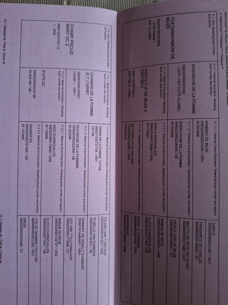 3 jarige BWP ruin, Springpaard, Met stamboom, Ruin, Onbeleerd