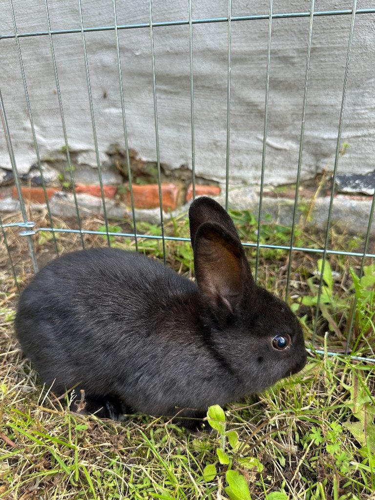 Konijntjes gratis af te halen, Dieren en Toebehoren, Konijnen, Dwerg, Geslacht onbekend, 0 tot 2 jaar