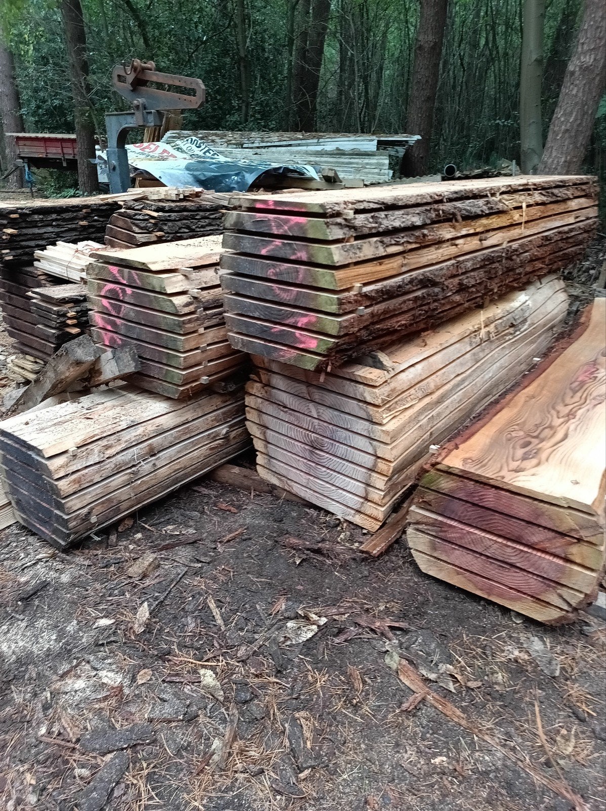 Unieke  Sequoiadendron giganteum boomstamplanken, Enlèvement, Planches