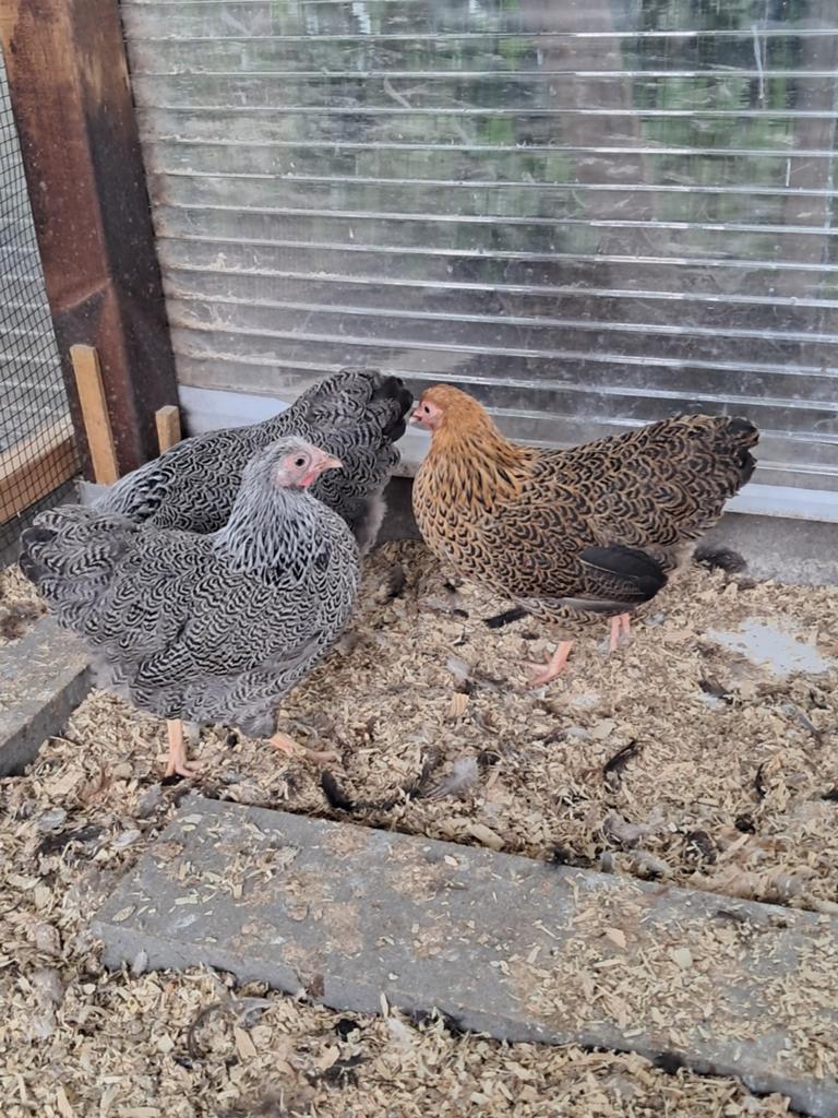 Wyandotte kriel hennen, Dieren en Toebehoren, Pluimvee, Vrouwelijk, Kip